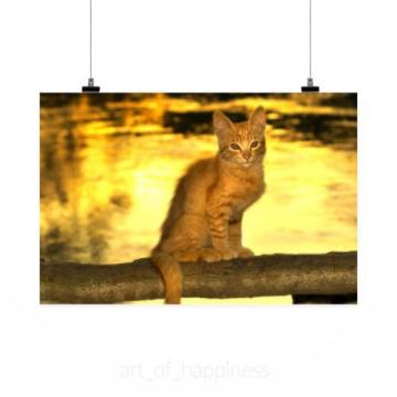 Stunning Poster Wall Art Decor Cat Rio Eventide 36x24 Inches